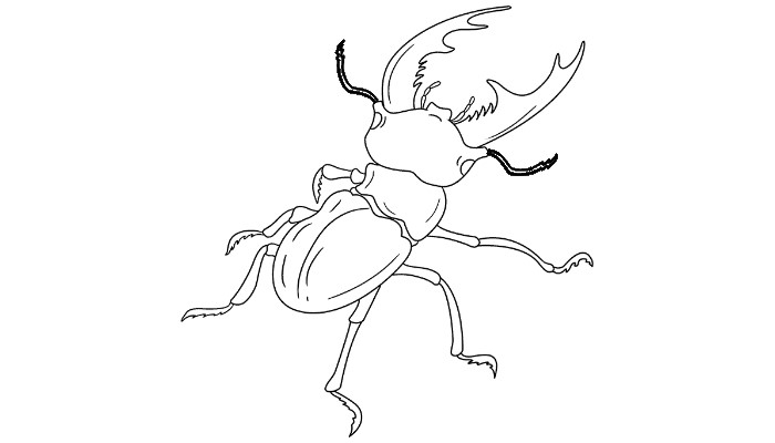 Start Drawing a beetle